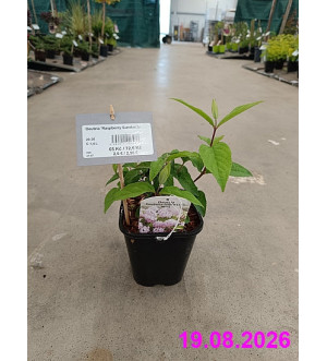 Deutzia 'Raspberry Sundae'® C 1,4 L